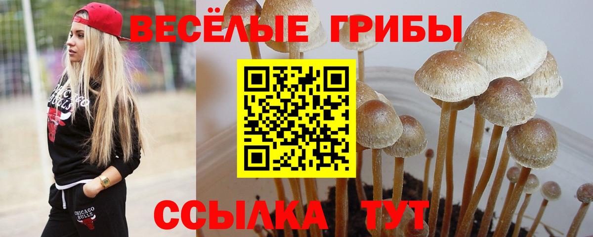 Псилоцибиновые грибы Psilocybe Сосновый Бор